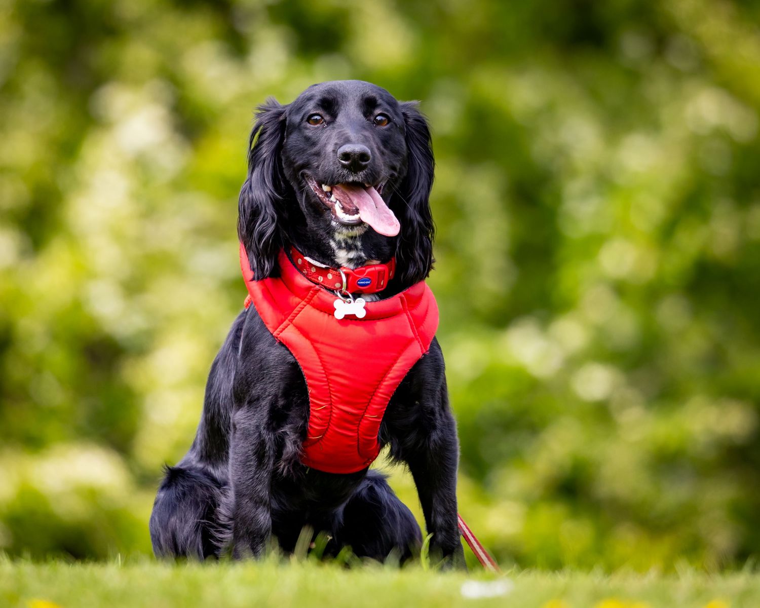 Happy black Labrador retriever wearing a red harness sits in grass with blurred green background.