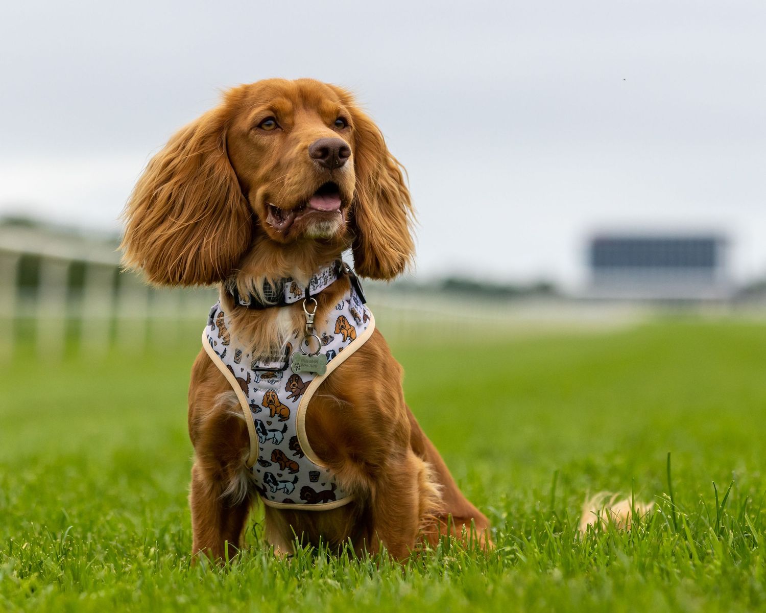 Cocker spaniel wearing a patterned harness sits in a grassy field.