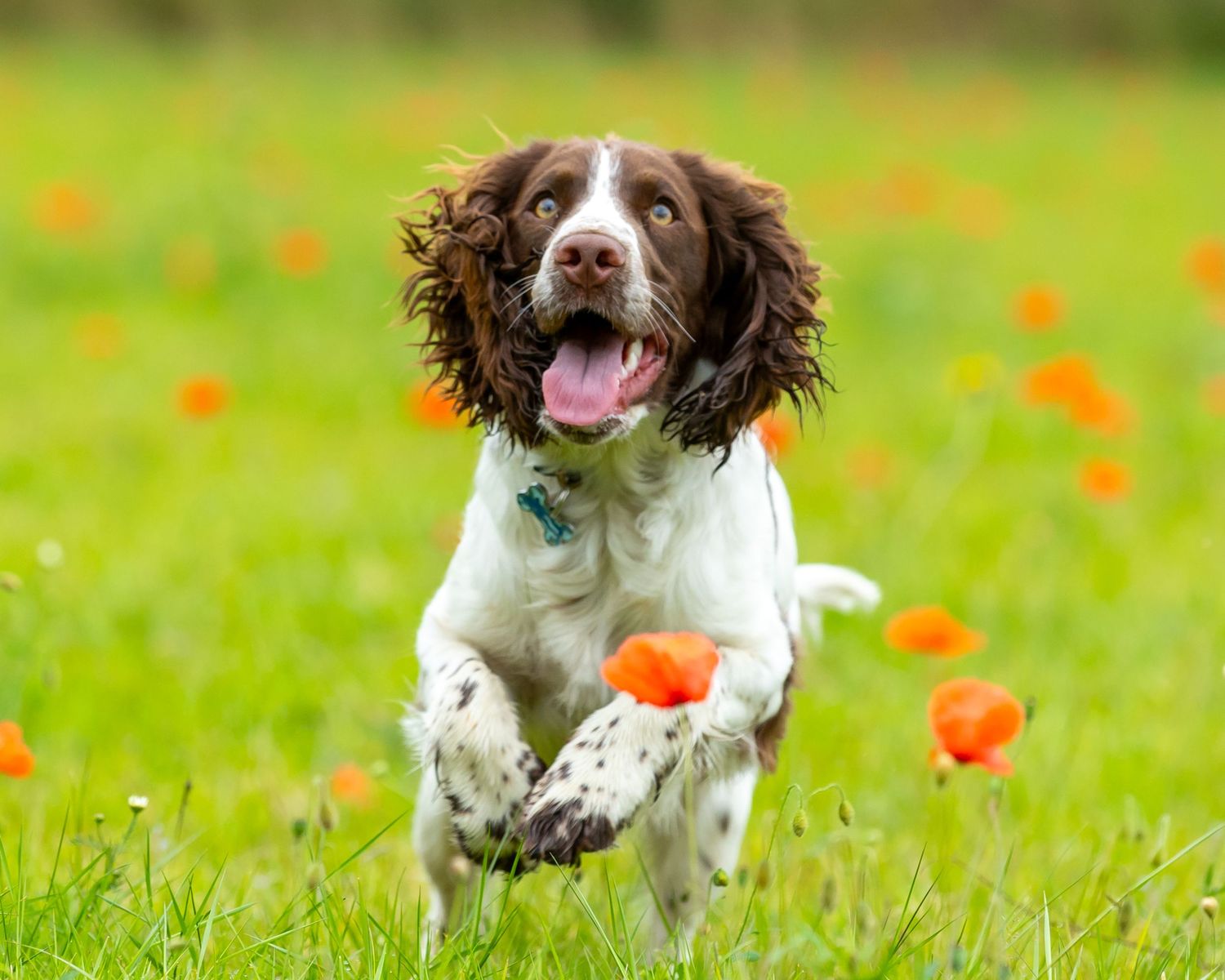 English Springer Spaniel running through field of orange poppies.