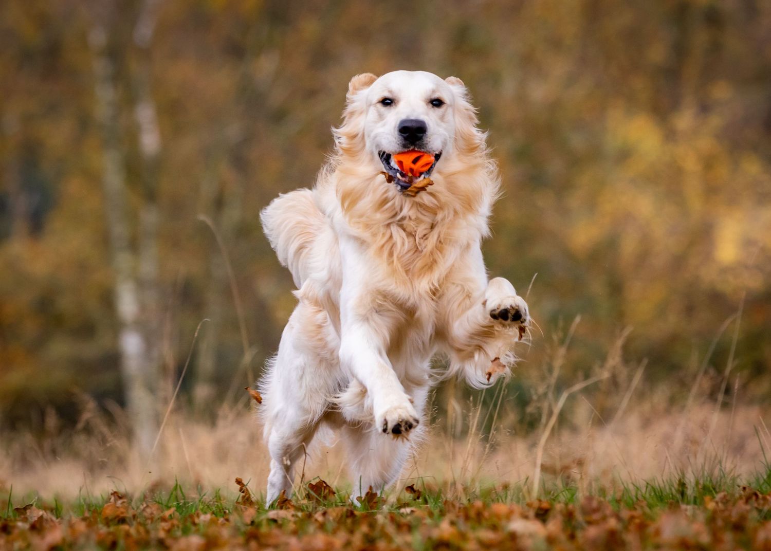 Energetic golden retriever jumping with an orange ball toy in its mouth.