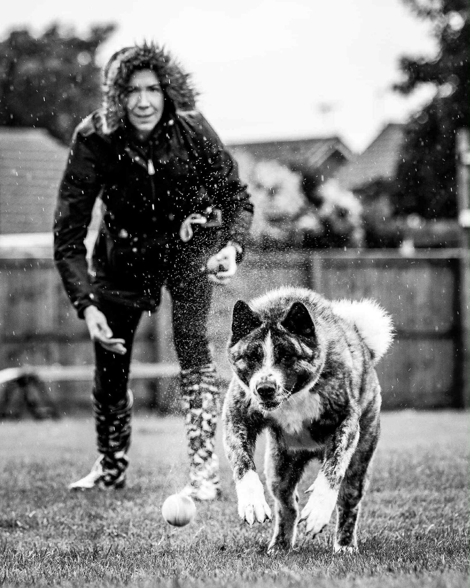 A dog and person playing together in the backyard with a ball in a dynamic black and white photo sequence.