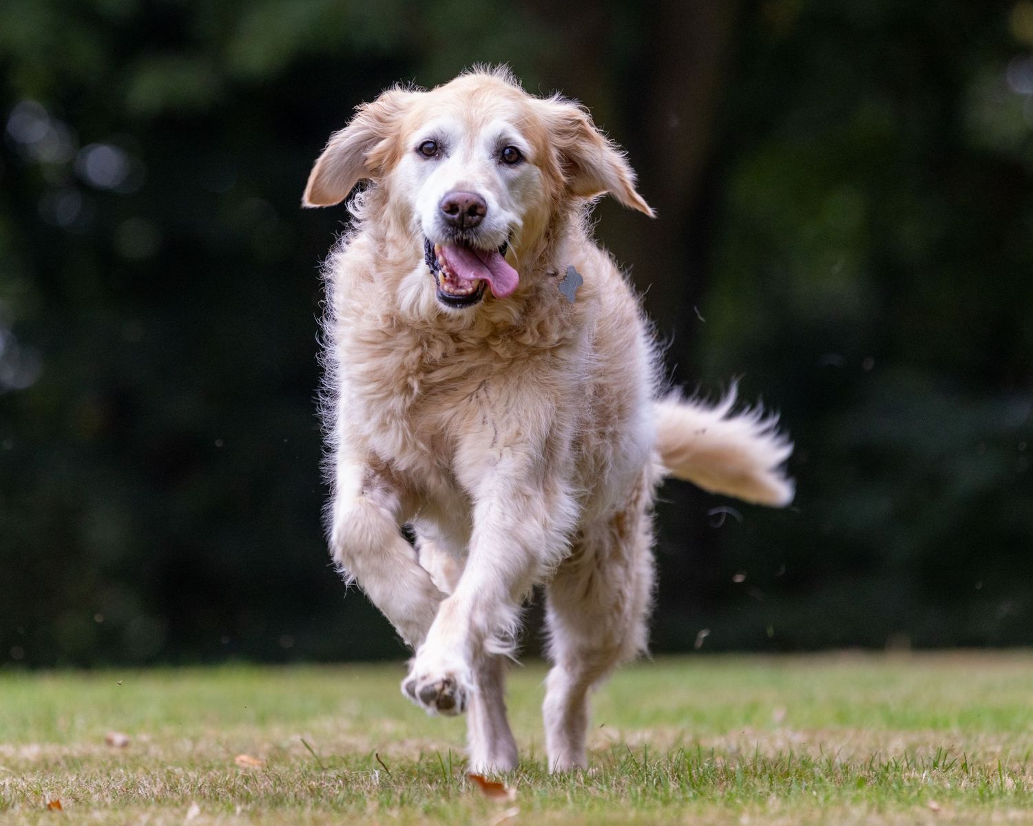 Golden retriever dog running joyfully through a grassy field on a sunny day.