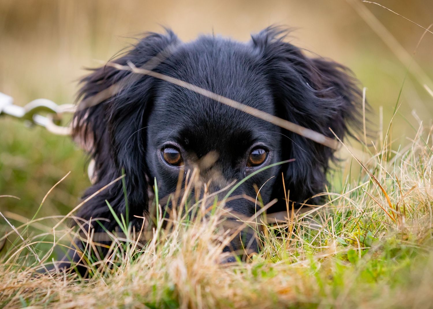 Close-up of black dog with expressive eyes peeking through tall grass.