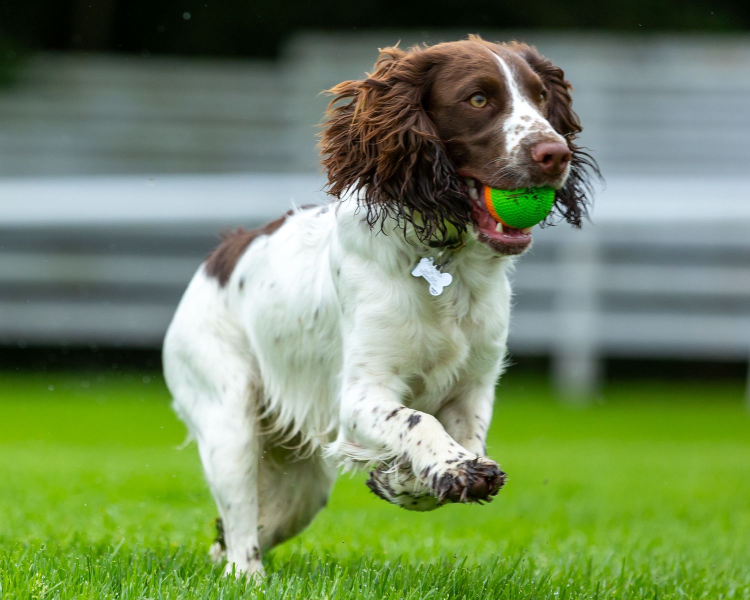 English Springer Spaniel running with green ball on wet grass.