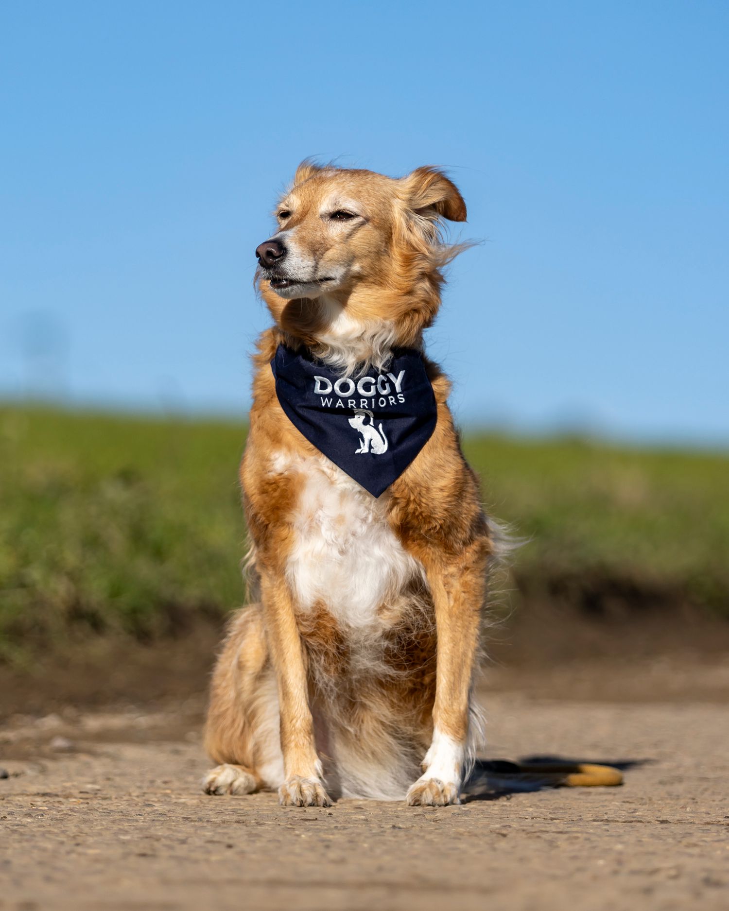 Brown mixed breed dog wearing navy bandana sitting confidently against blue sky.