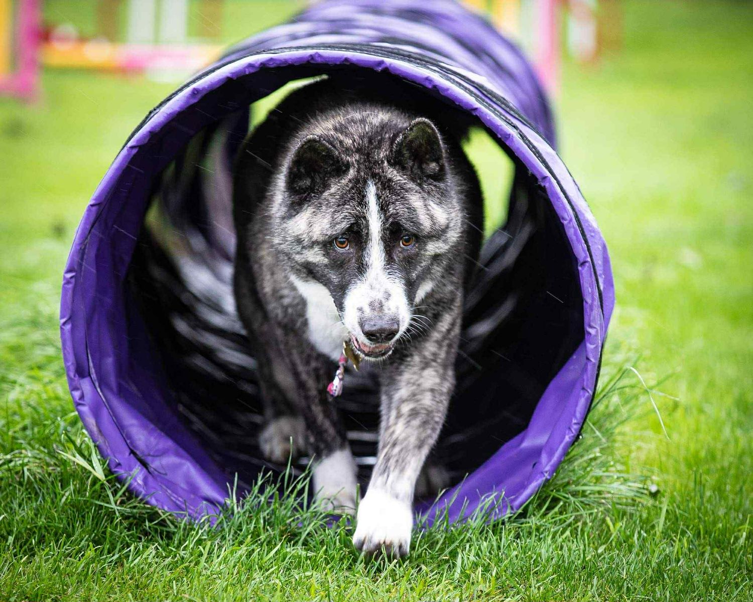 A black and white akita emerging from a purple agility tunnel during dog training exercise.