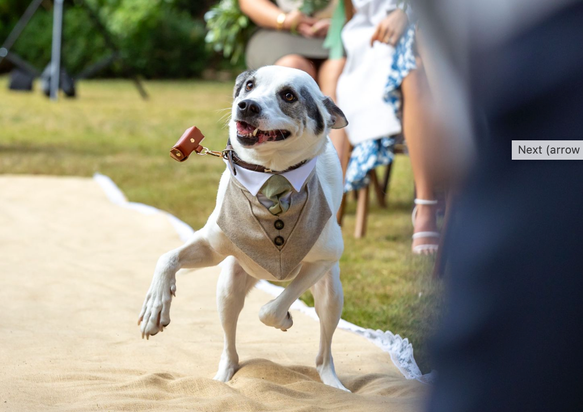 An excited dog wearing a formal vest harness runs joyfully outdoors on a sunny day.
