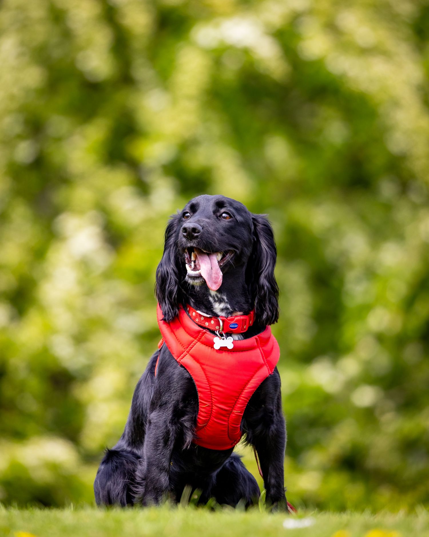 Black cocker spaniel in red harness posing against blurred green background.