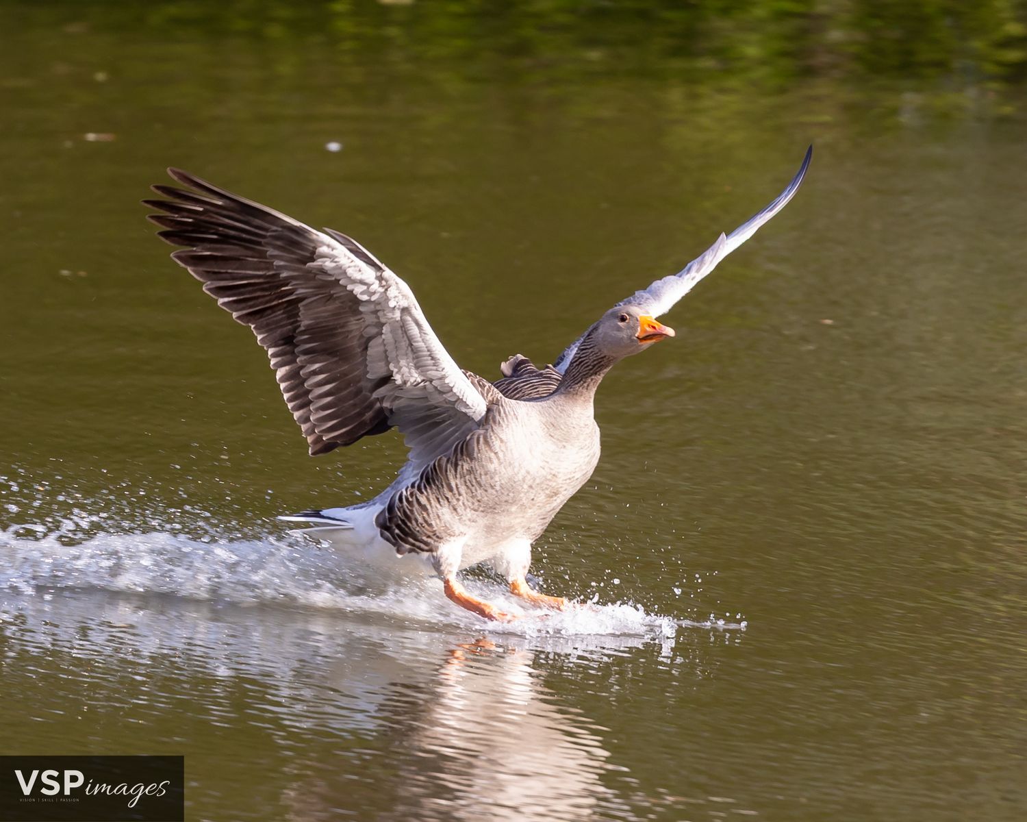 A duck landing on water with wings spread, creating splashes and ripples on the green-tinted lake surface.