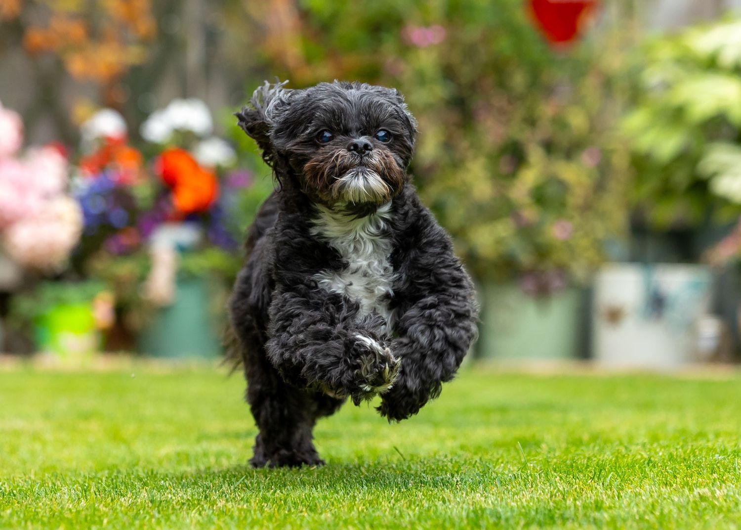 Black Shih Tzu dog running on grass with flowers in background.