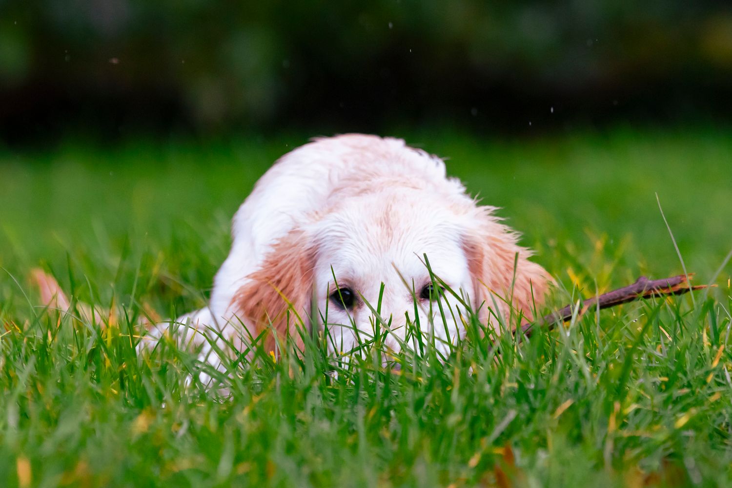 White rabbit lying low in green grass with nose peeking through blades.