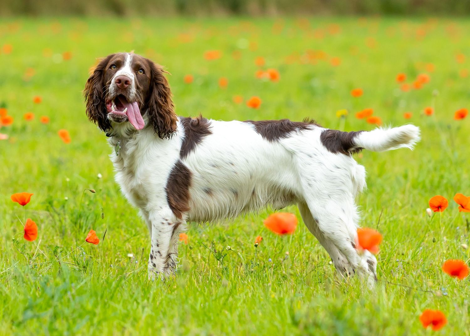 English Springer Spaniel standing alert in meadow with red poppies blooming in green grass.