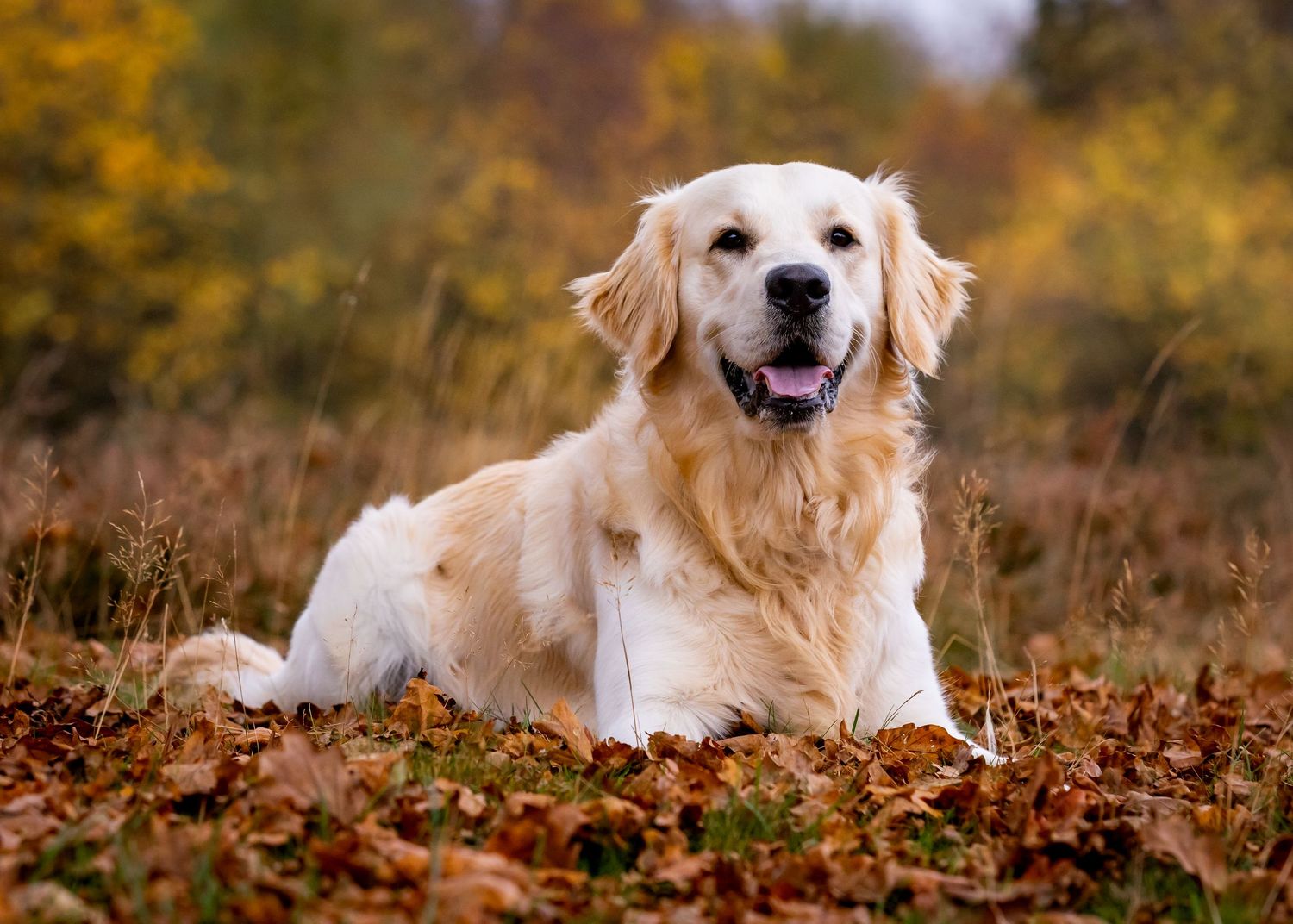 Golden retriever dog lying in autumn leaves with a happy expression.