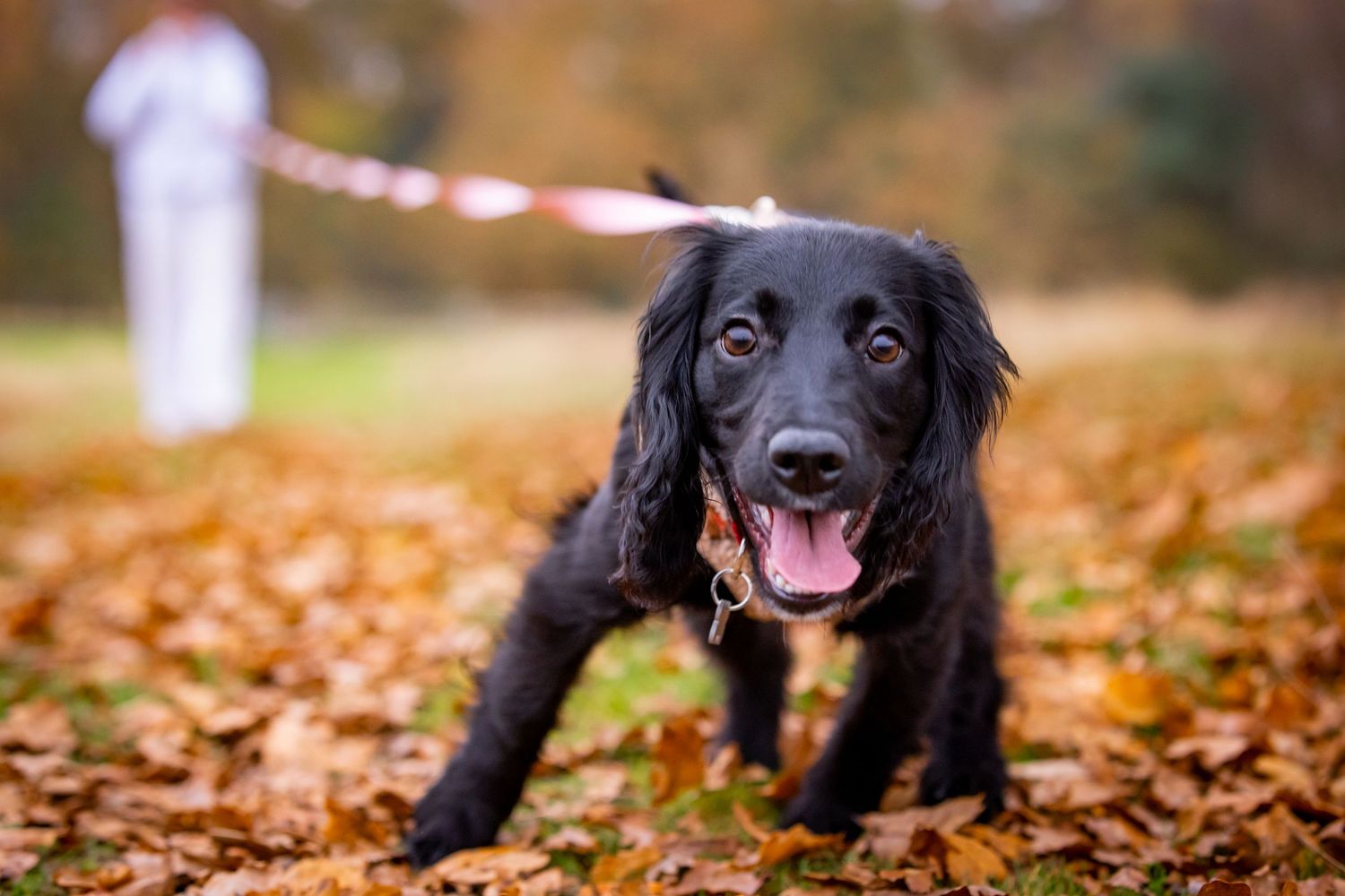 Playful black dog running through fallen autumn leaves with leash attached.