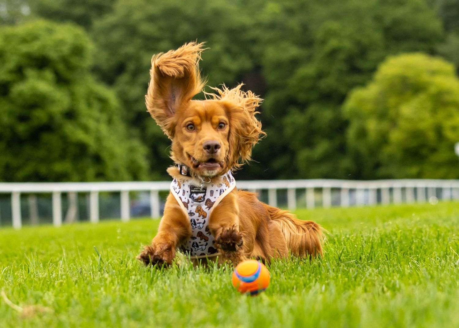 Playful cocker spaniel chasing a ball in a lush green field.