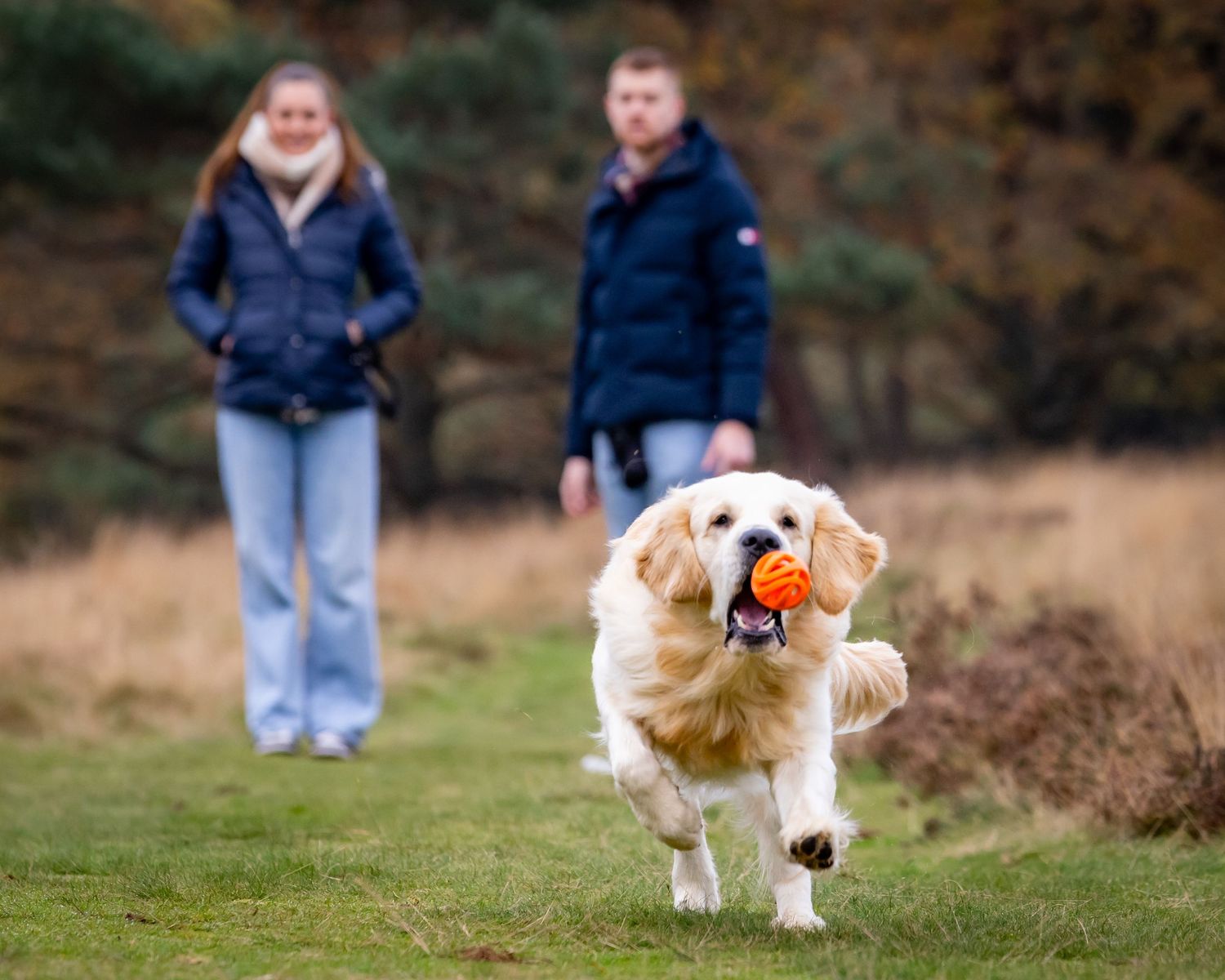 Golden retriever running with ball while playing fetch in an autumn field.