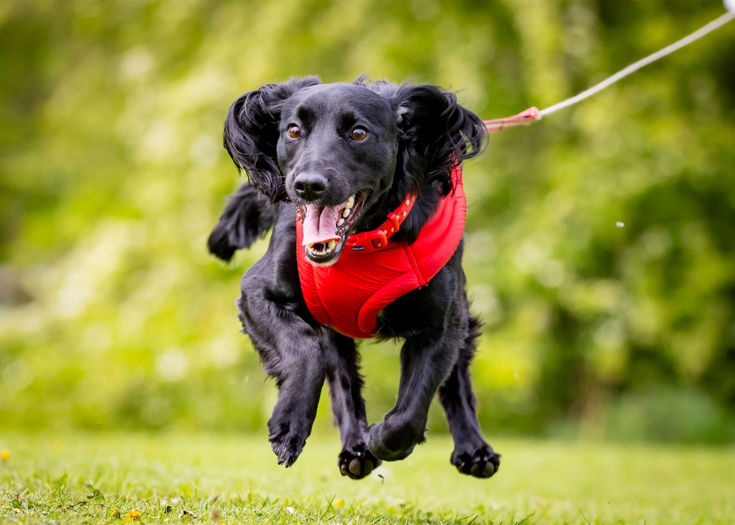 Black cocker spaniel wearing a red harness running and jumping in a grassy field.