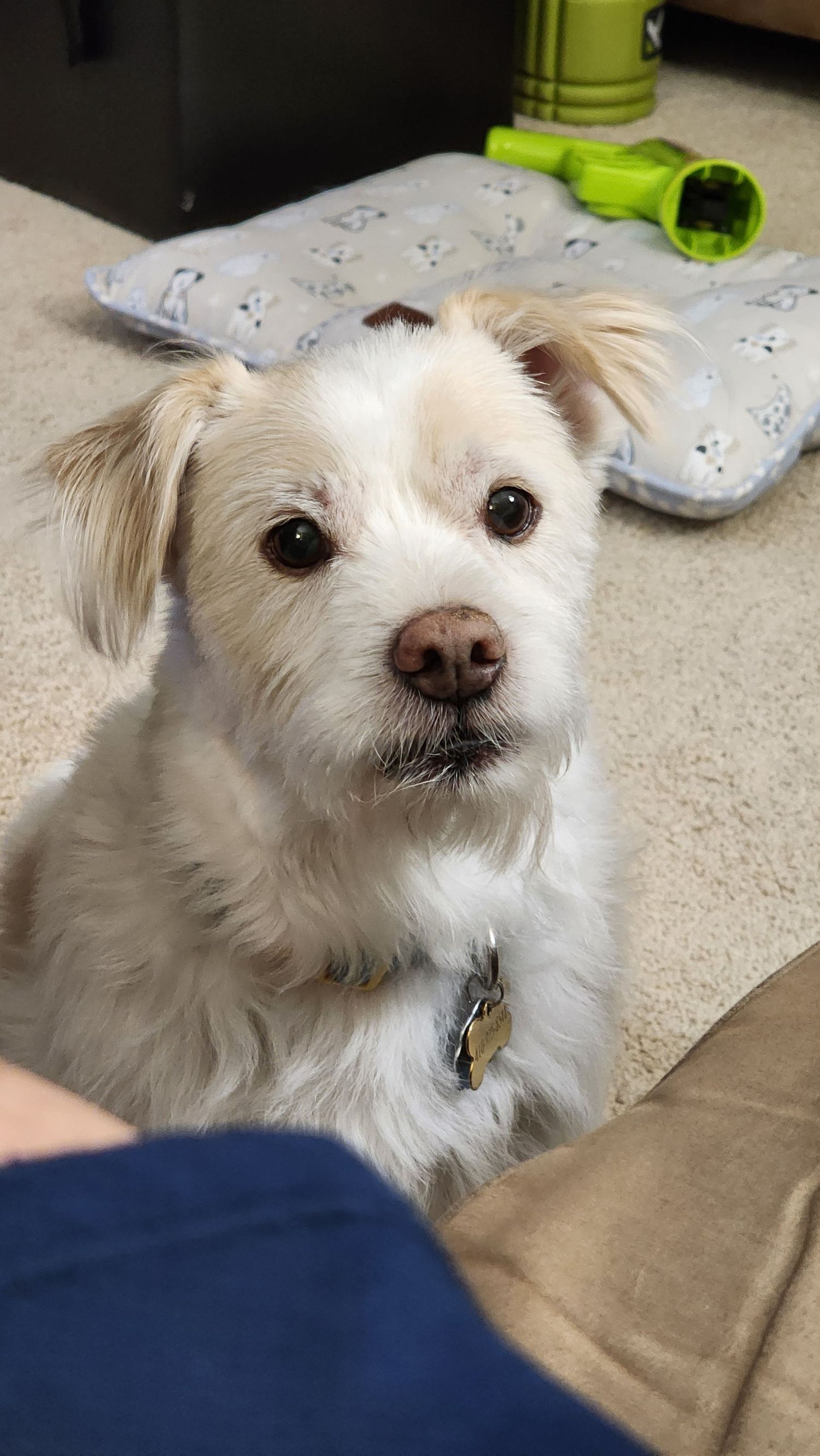 Sammy boi