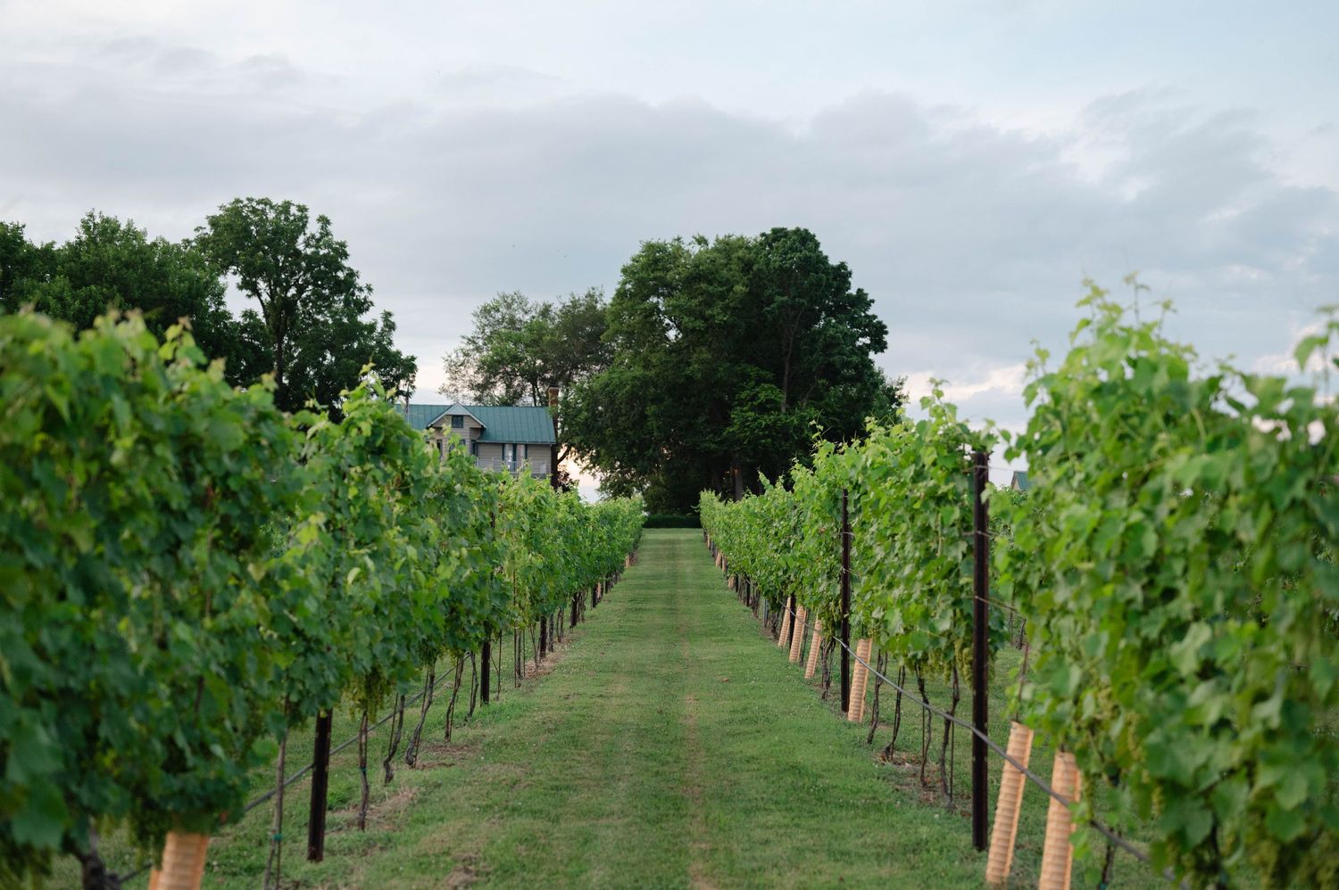 The vines at Old House Vineyards