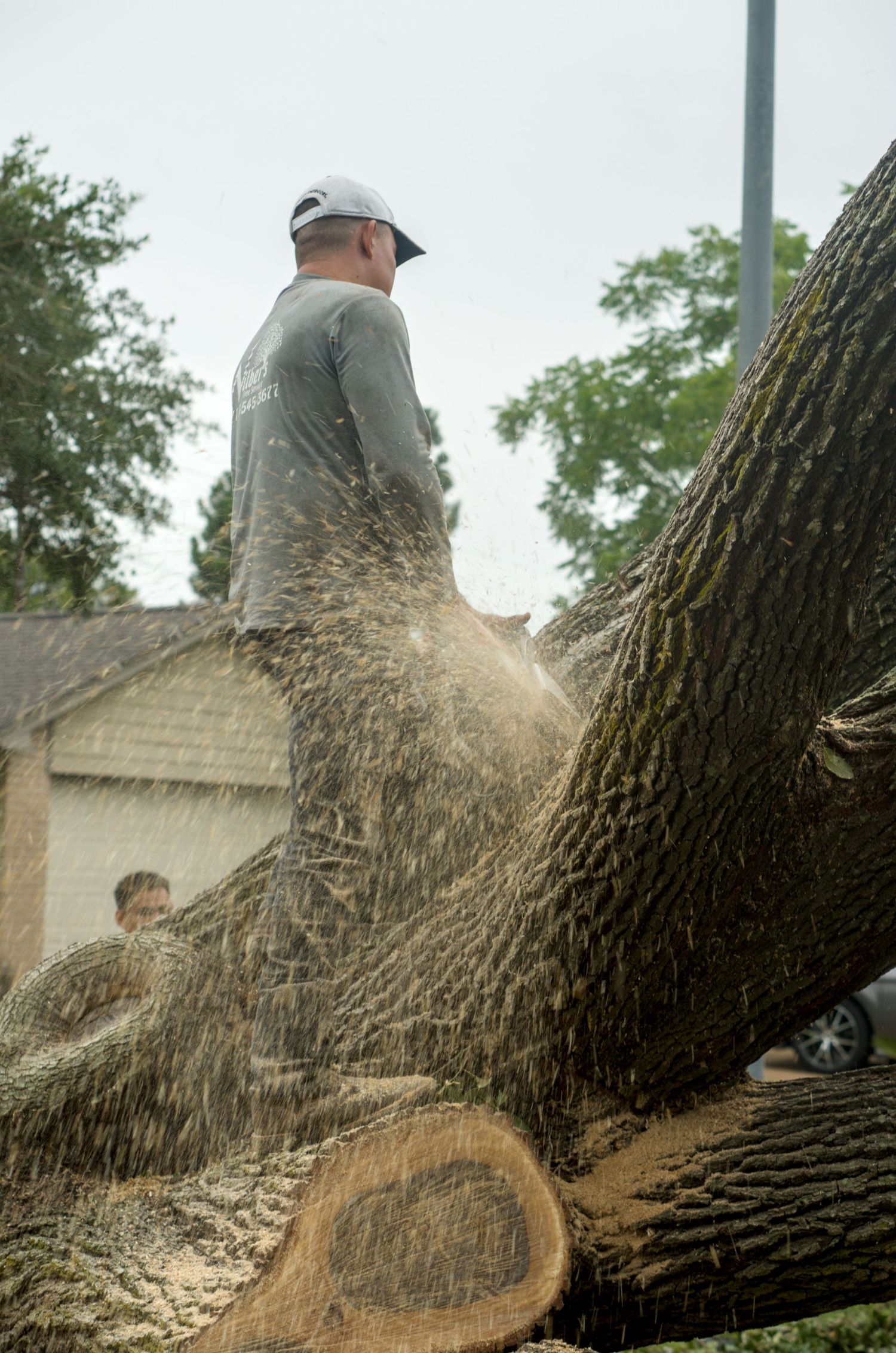 Wood chips flying as tree worker cuts large oak trunk with chainsaw.