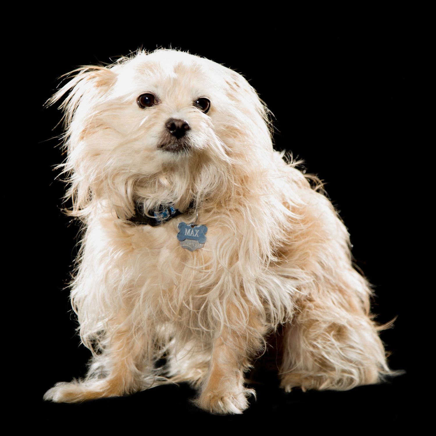 A fluffy white Maltese dog with a small blue collar sits on a black background, looking directly at the camera.