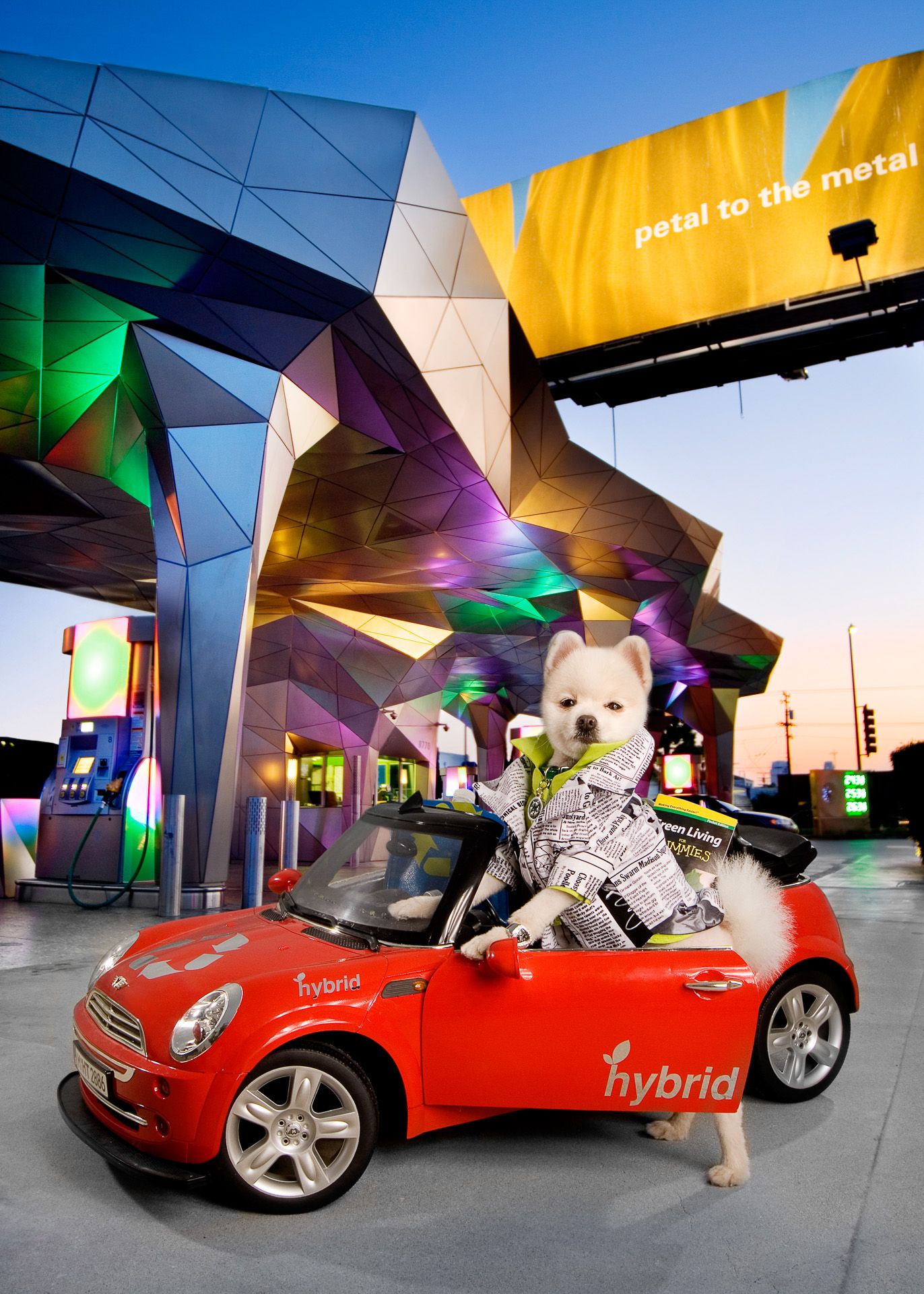White French Bulldog poses with red Mini Cooper outside colorful modern building.