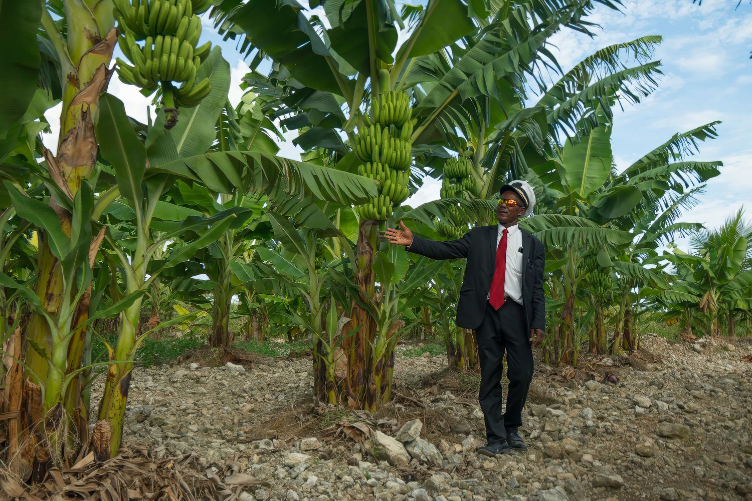Person in business suit standing among tall banana trees in a plantation.