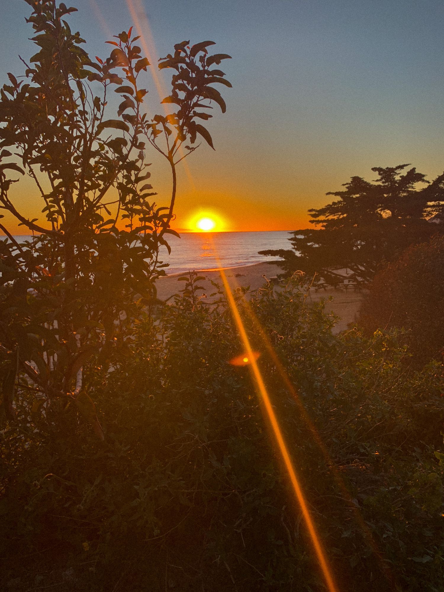 Dramatic ocean sunset viewed through silhouetted trees with a long orange sunbeam stretching across the frame.