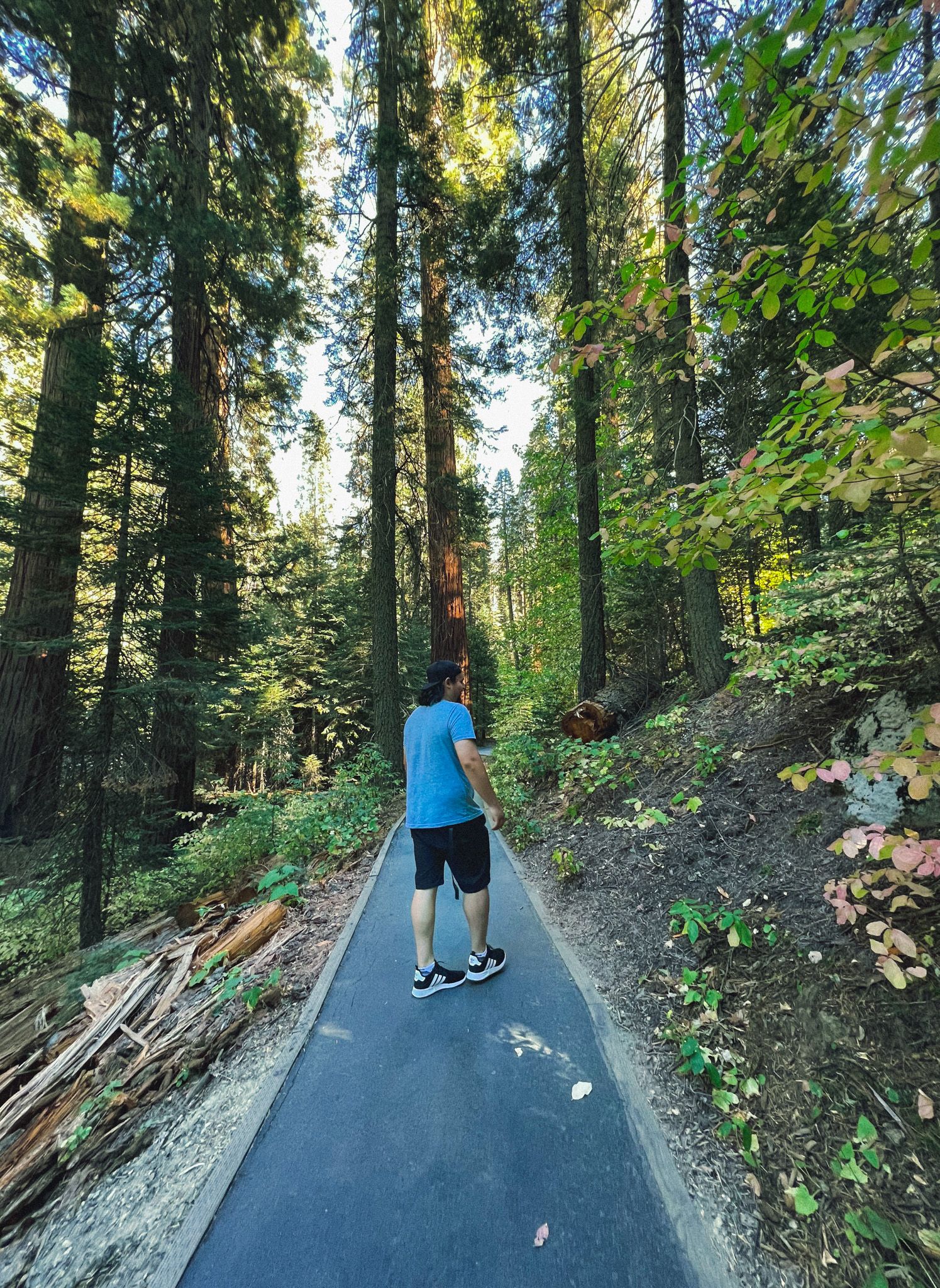 Person walking downhill on a scenic paved forest trail surrounded by tall evergreen trees in dappled sunlight.