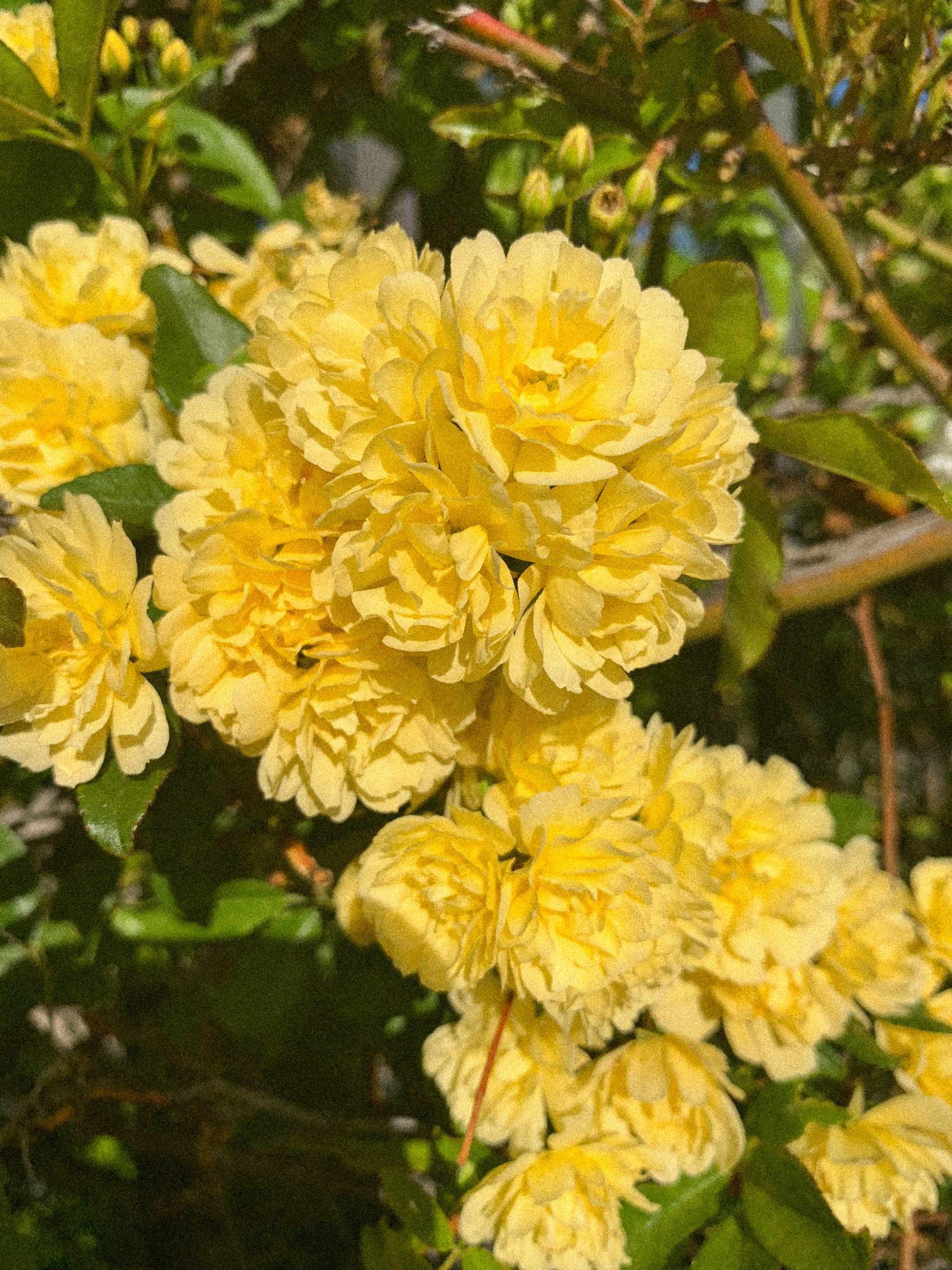 Clusters of delicate yellow Lady Banks roses blooming on a climbing vine with green foliage in spring.
