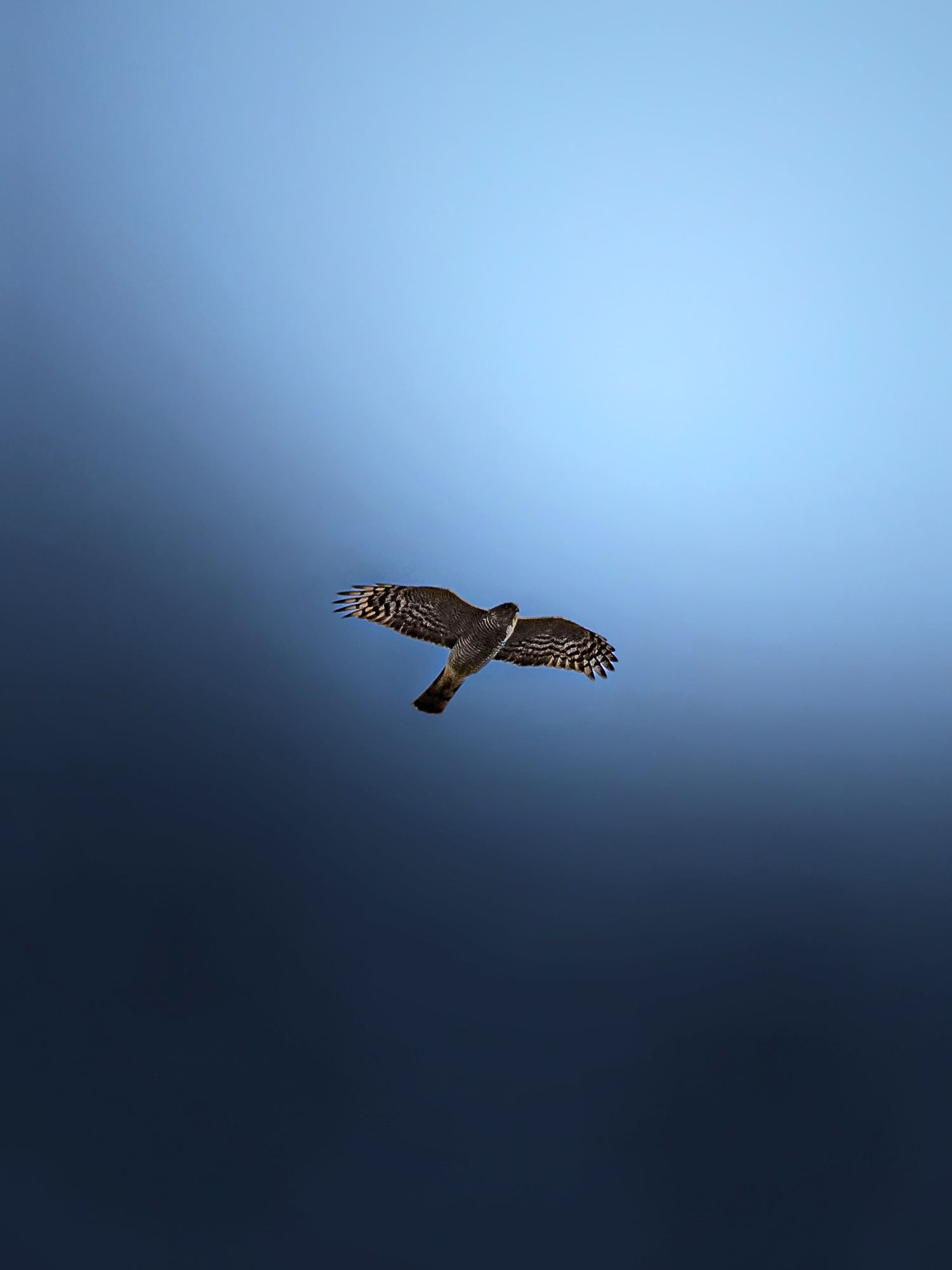 A bird of prey soaring high against a clear blue sky.
