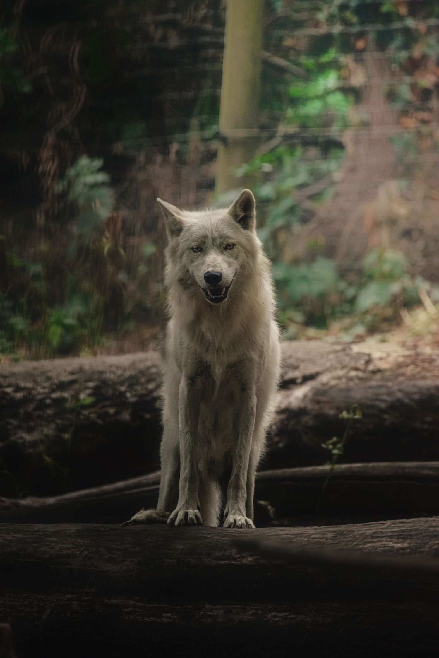 An Arctic wolf sitting alert among natural woodland habitat enclosures at Vienna Zoo.