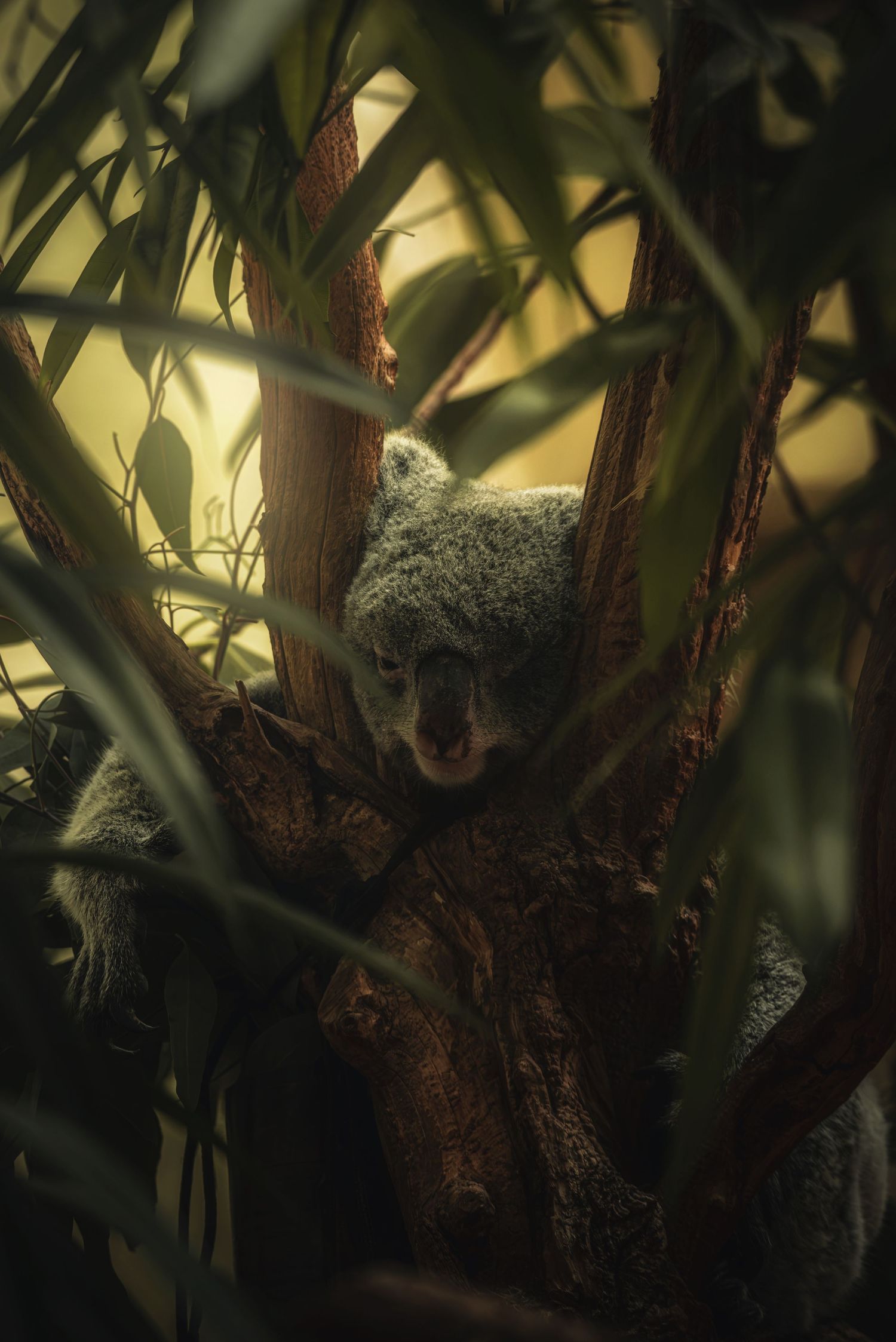 A koala resting in a tree surrounded by lush eucalyptus leaves at Vienna Zoo.