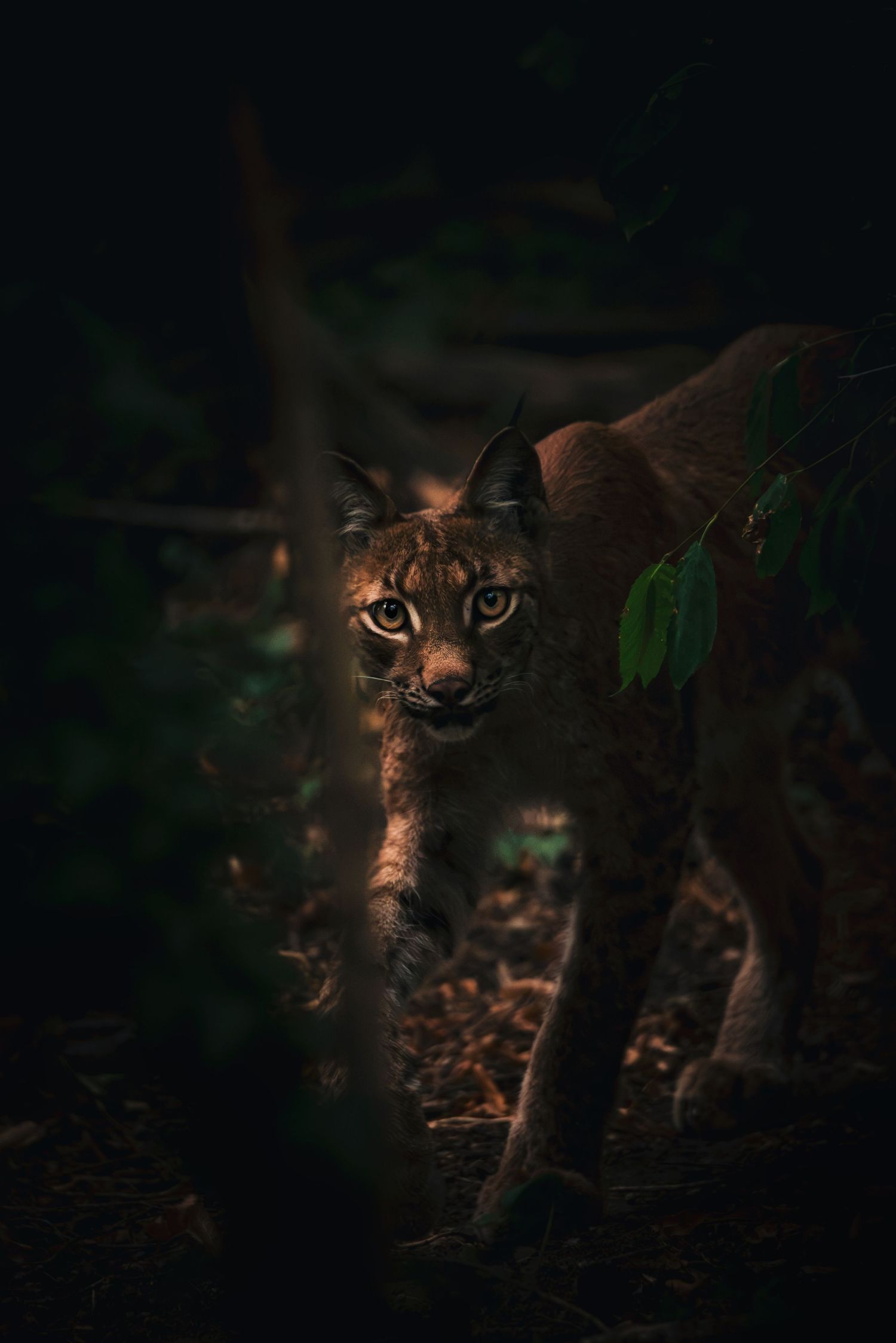 A lynx standing in a dark forest setting, partially obscured by shadows and foliage.