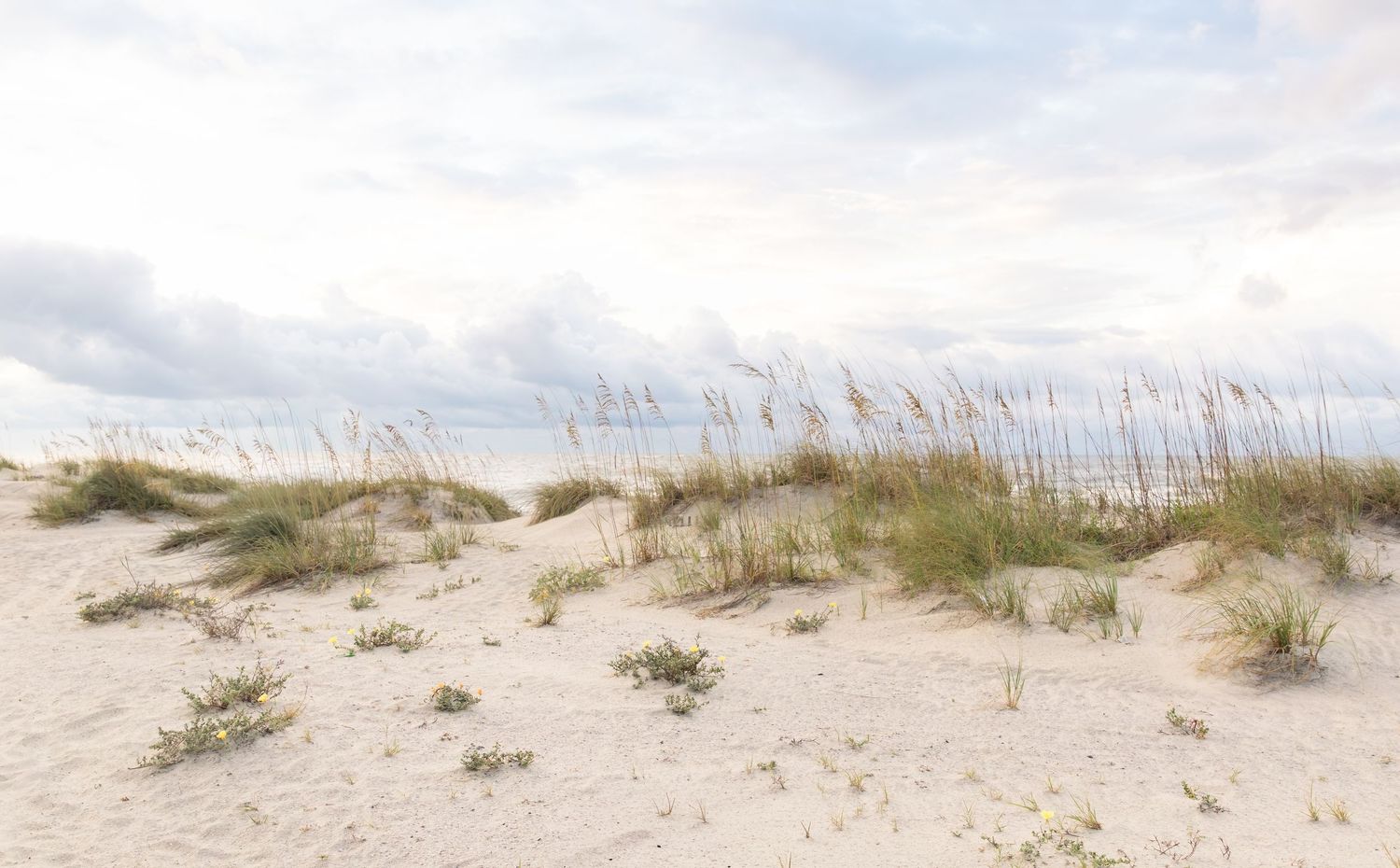 Sandy beach dunes with sea oats grass under a cloudy sky on a serene coastal shoreline.