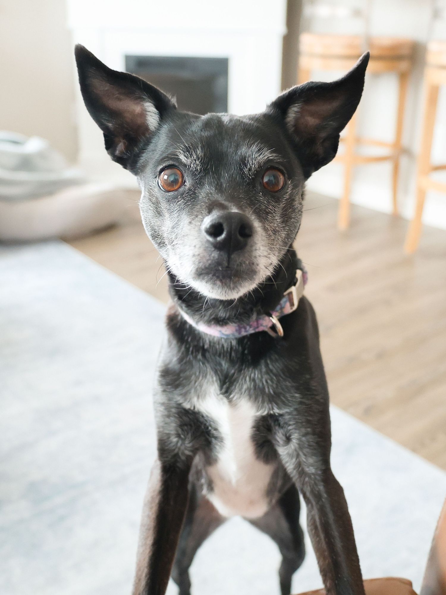 Small black Chihuahua dog displaying various cute facial expressions in indoor portrait series.