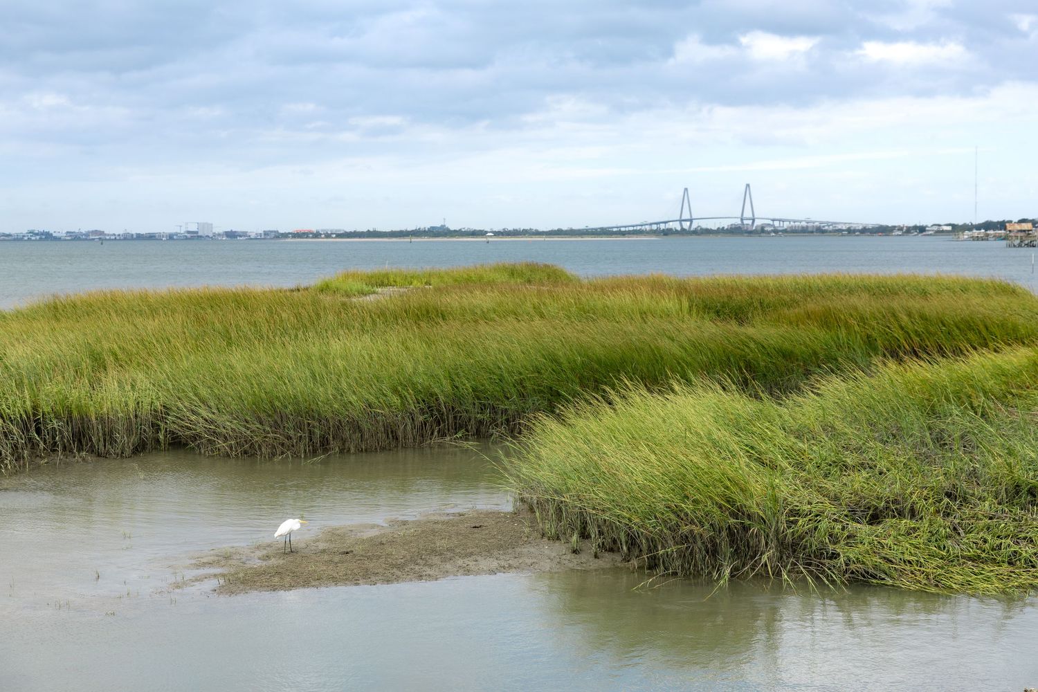 Coastal marsh landscape with tall green grasses, a white egret wading in calm water, and a cable-stayed bridge in the distance.