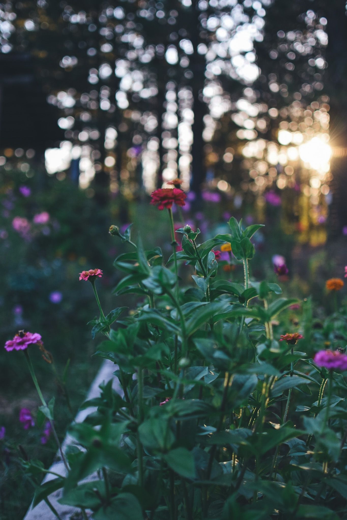 Colorful zinnias and wildflowers bloom in a garden at sunset with sunlight filtering through trees in background.