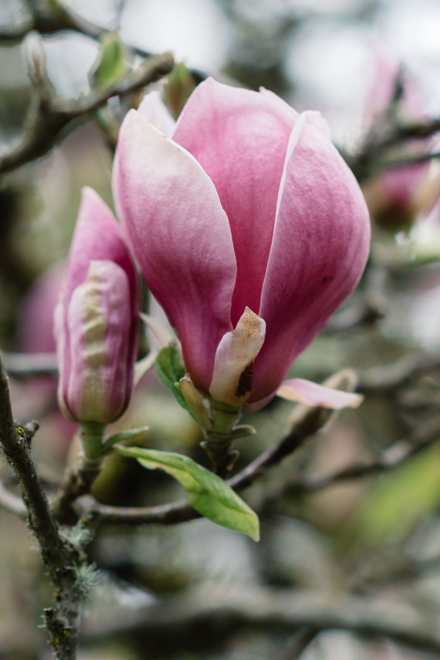 Close-up shots of pink magnolia flowers blooming on tree branches.