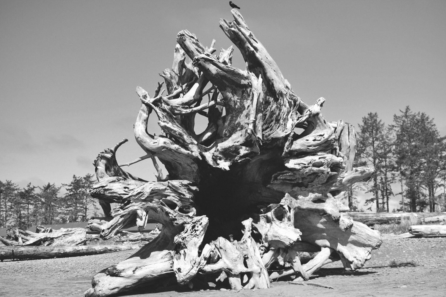 Black and white photo of massive uprooted tree stump in natural landscape.