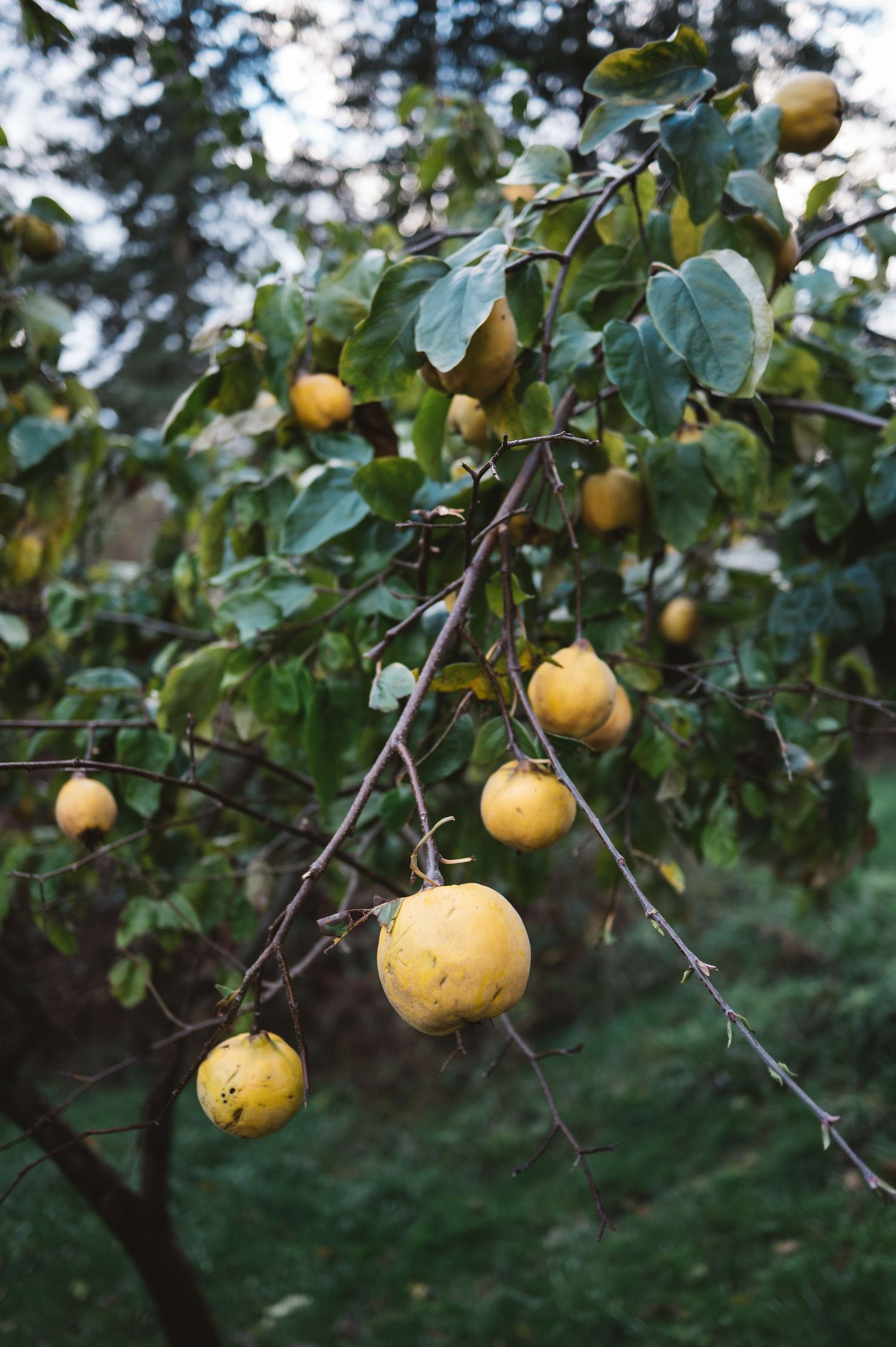 Ripe Asian pears growing on tree branches with green leaves against a blurred forest background.
