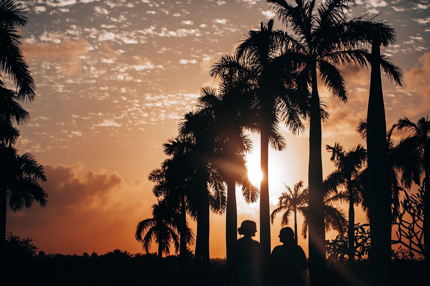 Row of palm trees silhouetted against a dramatic orange and pink sunset sky.