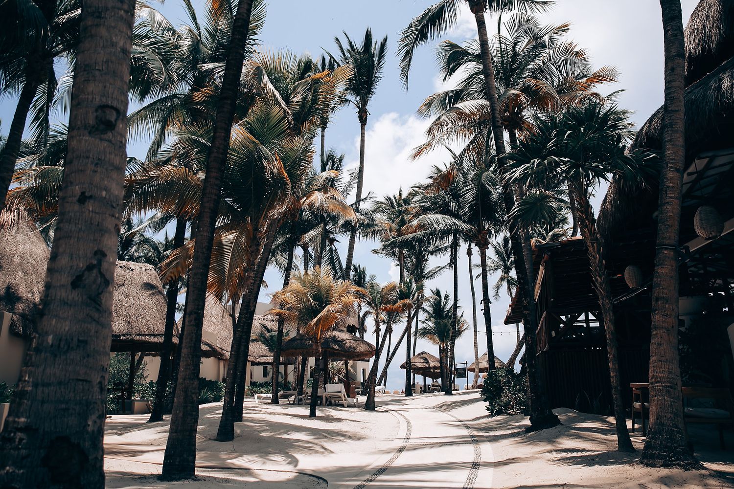 Palm trees line a sandy beach pathway leading to the ocean on a sunny tropical day.