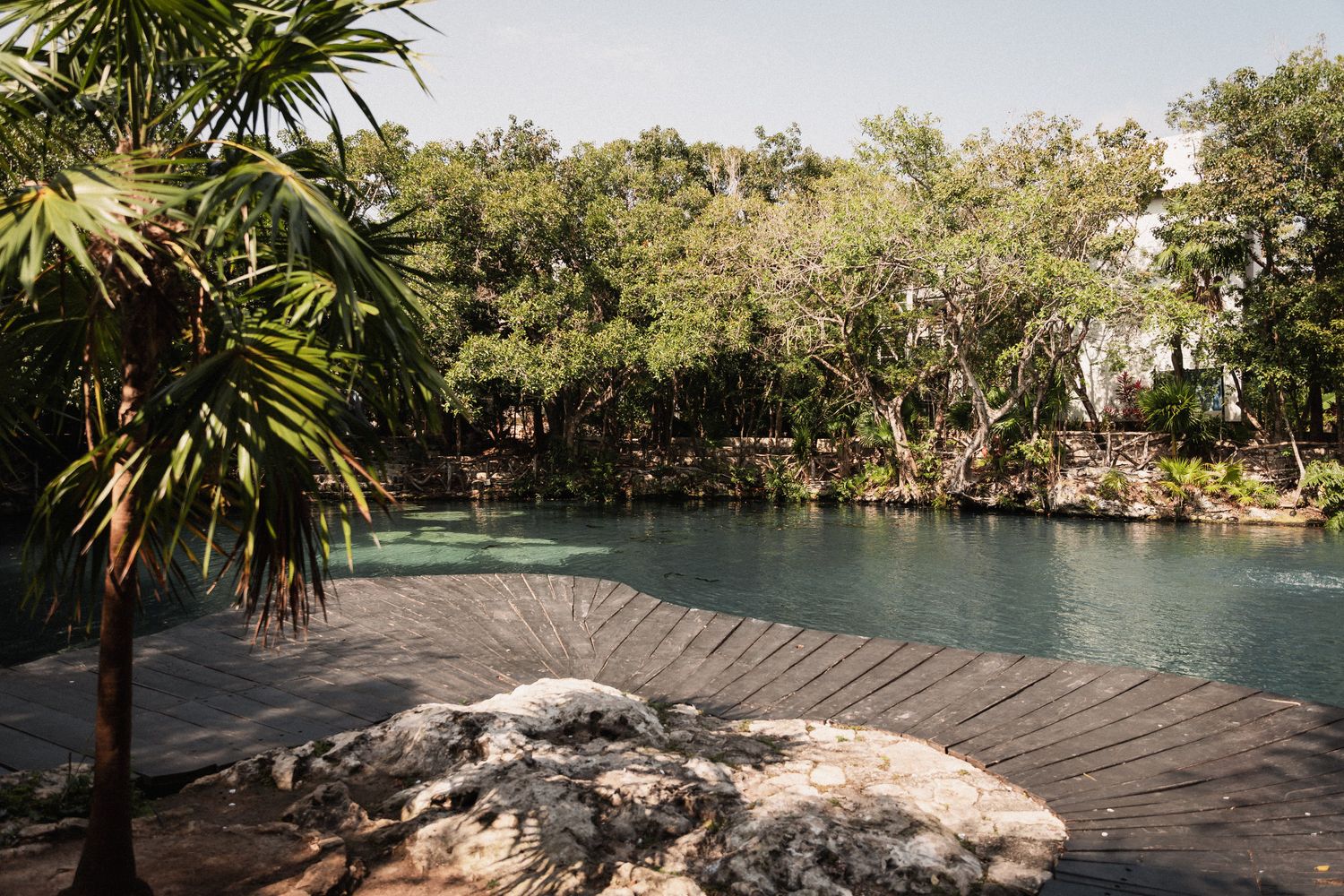 Serene cenote surrounded by lush tropical trees and palm trees with turquoise water in a natural jungle setting.