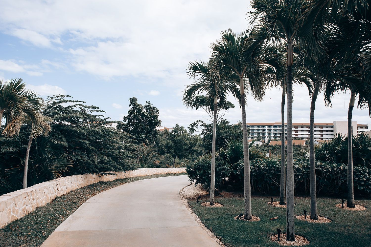 A scenic pathway lined with palm trees and surrounded by lush greenery.