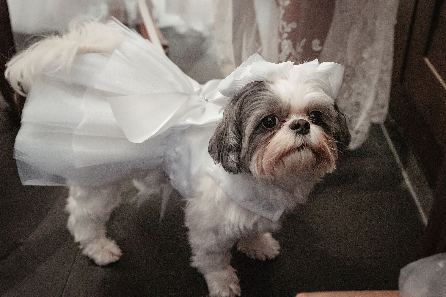 A small white Maltese dog peeks out from behind flowing white curtains in a dimly lit room.