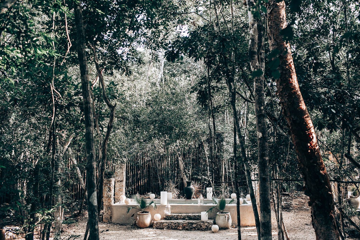 An enchanted forest wedding venue with tall trees and scattered sunlight filtering through the canopy.