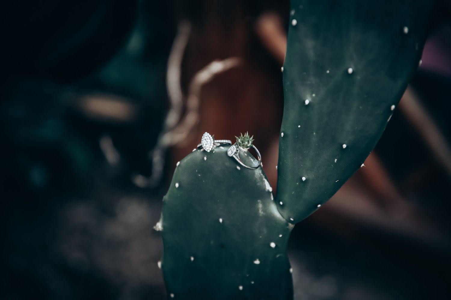 Bokeh lights create a dreamy atmosphere against a dark background.