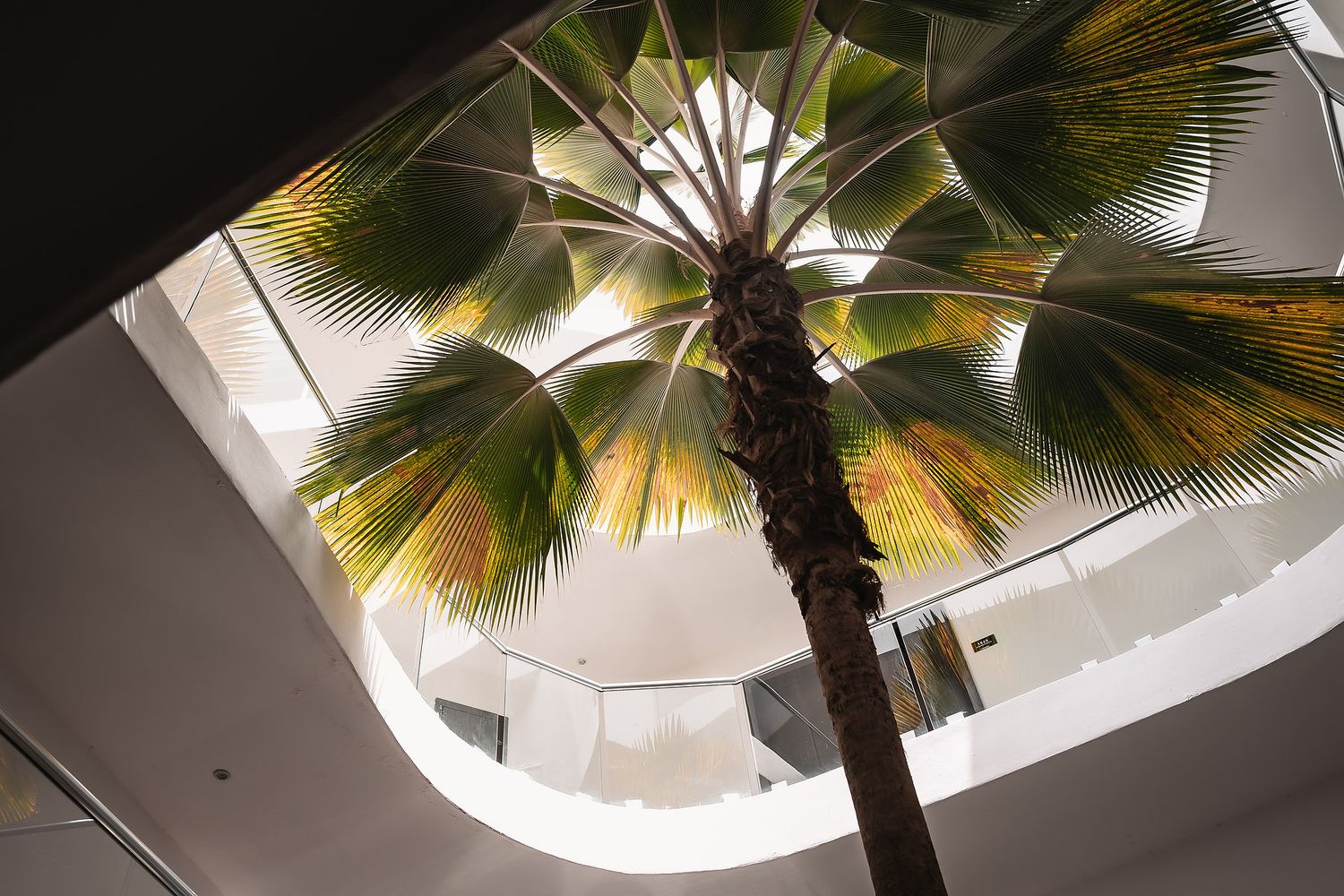 A tall palm tree viewed from below through a skylight in a modern building atrium with white walls.