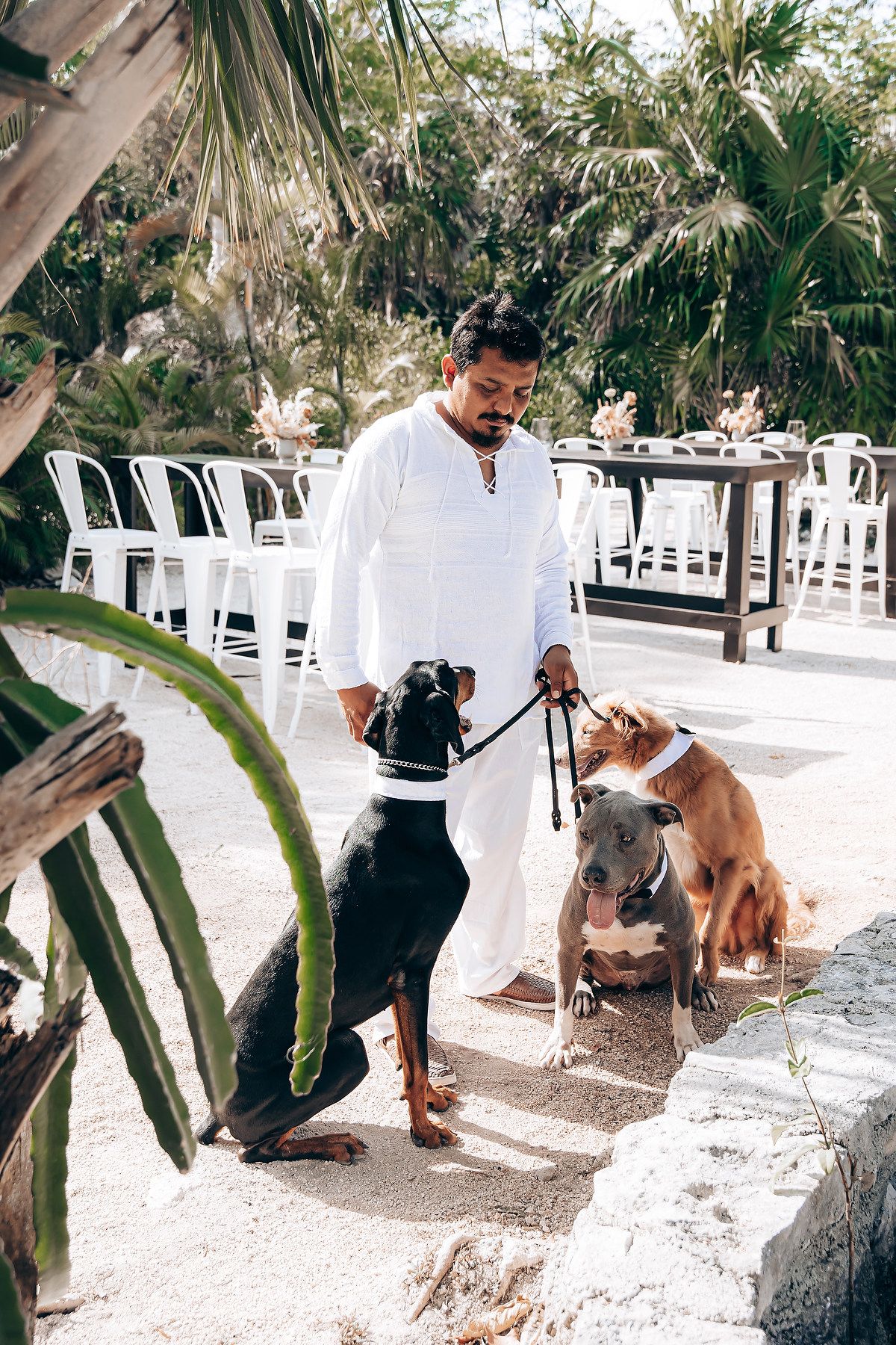 A person in white clothing plays with a golden retriever dog in a tropical outdoor setting with white chairs.